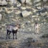 Beceite Ibex Hunting in Spain